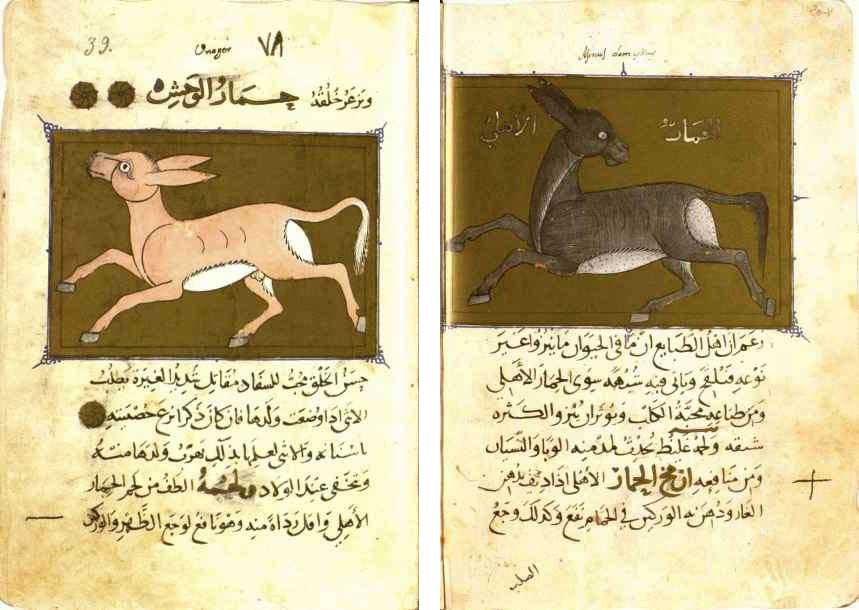 نعت الحيوان المنسوب إلى علي بن محمد ابن الدريهم الموصلي، نسخة الإسكورْيال
