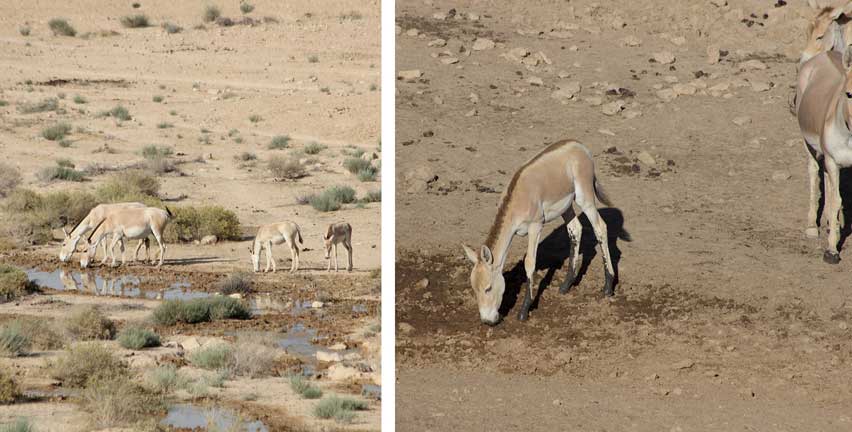 مجموعة صور لحمار الوحش: يلحظ الخط في الظهر، وهو الجُدُد جمع جُدَّة.